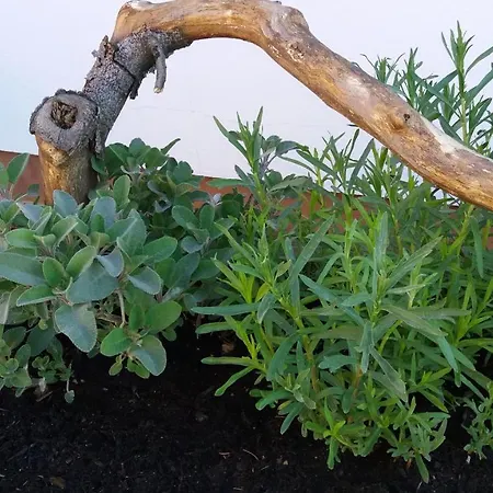 Ξενοδοχείο Wachbergbaude Saupsdorf