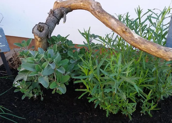 Hotel Wachbergbaude Saupsdorf